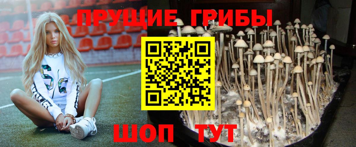 Псилоцибиновые грибы Psilocybine cubensis  Галлюциногенные грибы Cubensis  Ртищево  Вход с VPN 